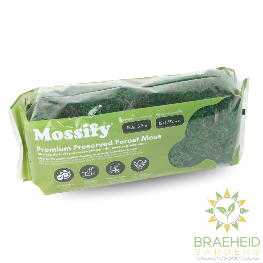 Premium Preserved Forest Moss