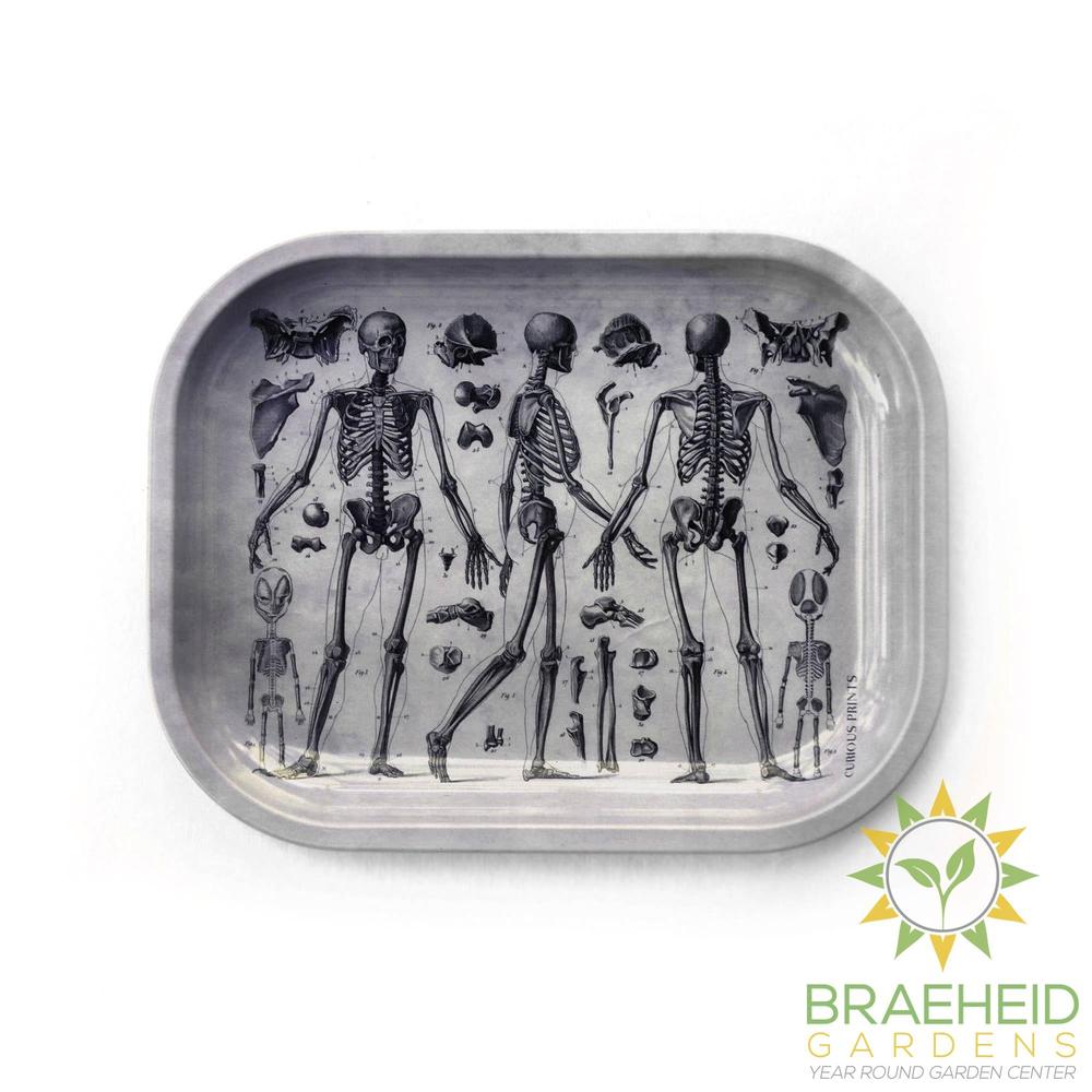 Small Metal Skeleton Diagram Trinket Tray / Vintage Anatomy
