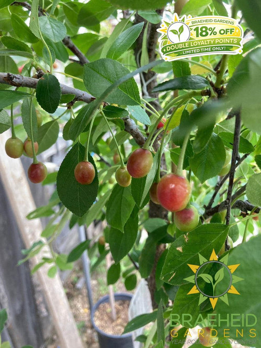 Valentine Cherry Tree- Tree for sale, Grown in Grande Prairie -Braeheid Gardens Ltd. on Emerson Trail