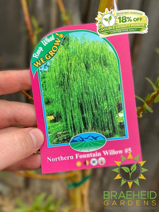 Northern Fountain Willow Tree- Tree for sale, Grown in Grande Prairie -Braeheid Gardens Ltd. on Emerson Trail