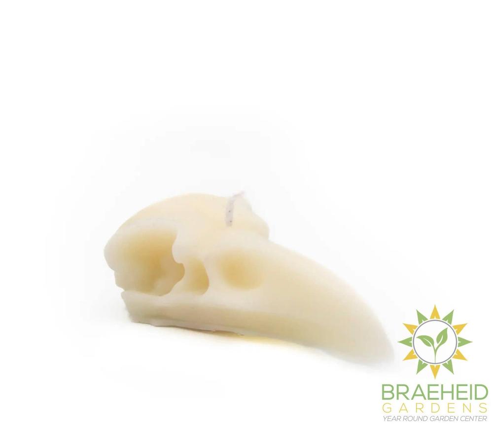 RAVEN SKULL | PILLAR CANDLE