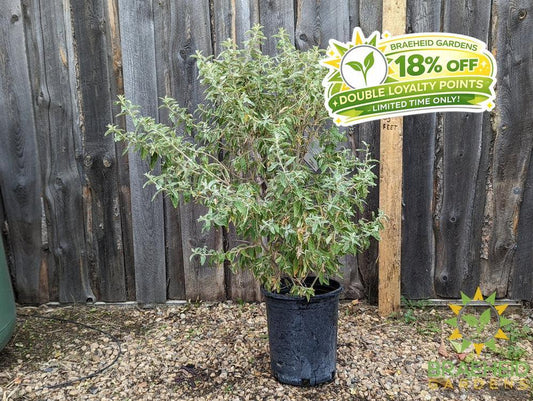 Russian Olive Shrub