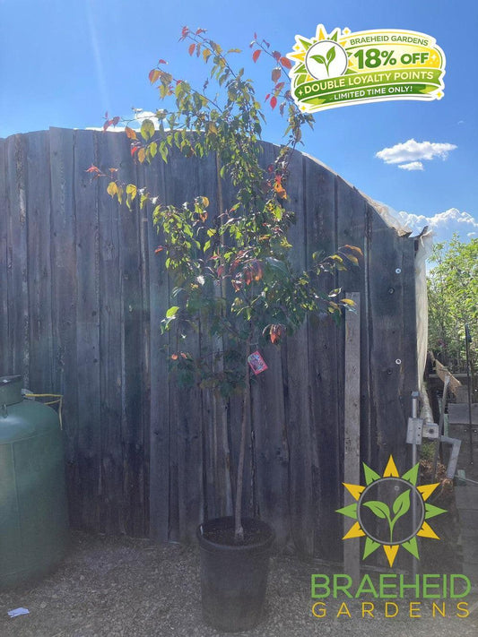 Selkirk Flowering Crabapple- Tree for sale, Grown in Grande Prairie -Braeheid Gardens Ltd. on Emerson Trail