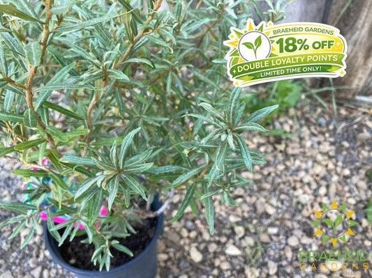 Male Sea Buckthorn