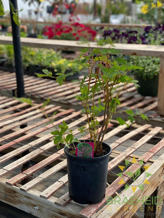 Old Fashioned Bleeding Heart