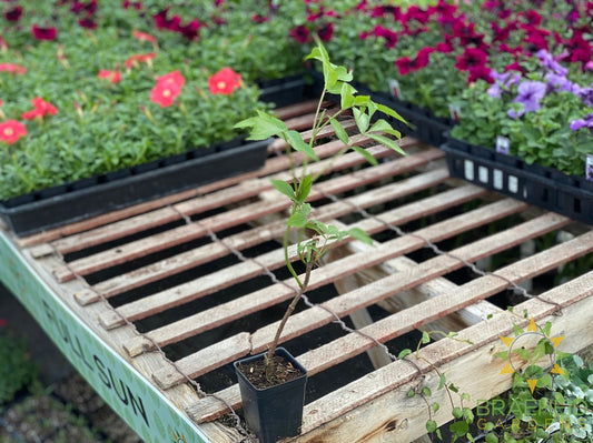 Buy Elderberry Adams an Edible Shrub in Grande Prairie Alberta - Braeheid Gardens Ltd.