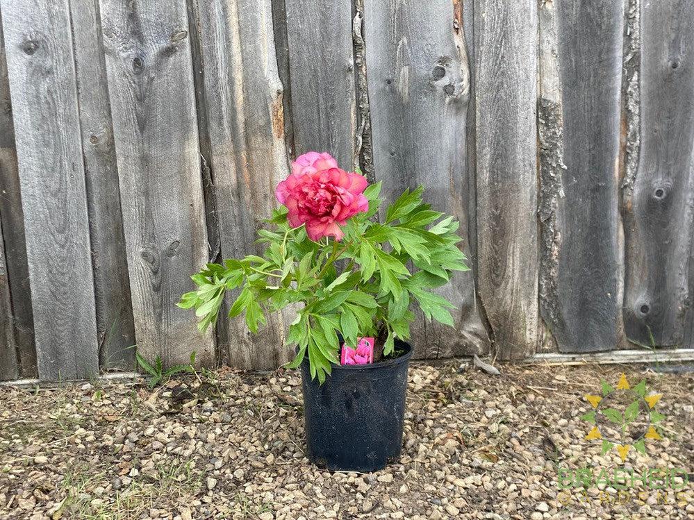 Hillary Itoh Peony - NO SHIP