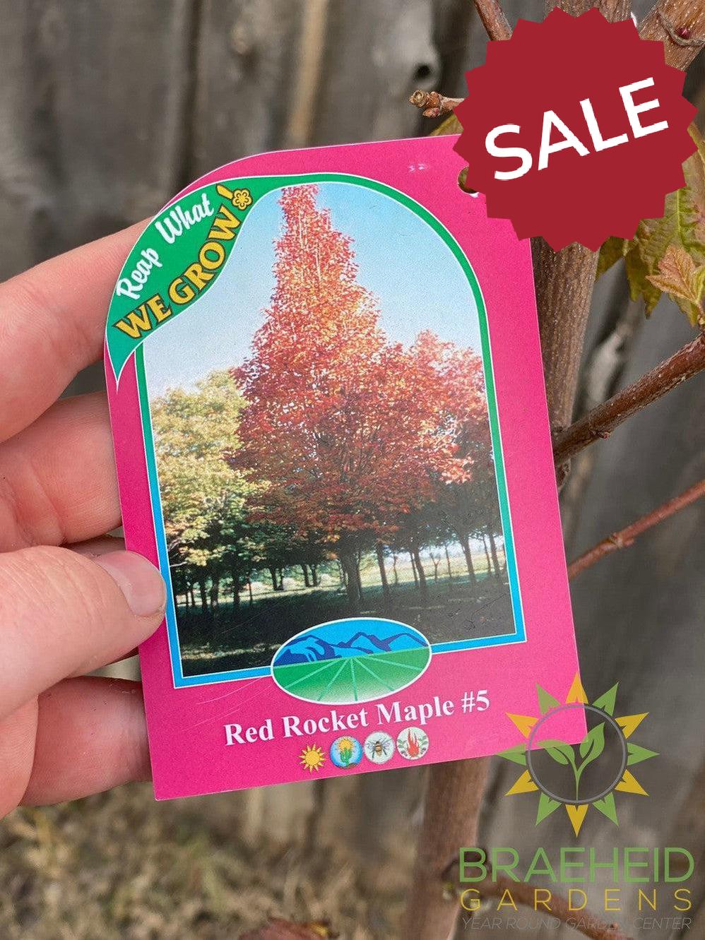 Red Rocket Maple- Tree for sale, Grown in Grande Prairie -Braeheid Gardens Ltd. on Emerson Trail
