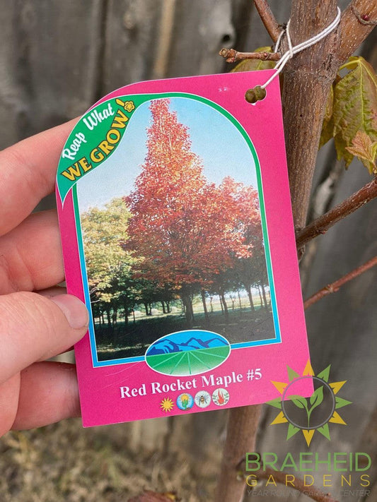 Red Rocket Maple- Tree for sale, Grown in Grande Prairie -Braeheid Gardens Ltd. on Emerson Trail