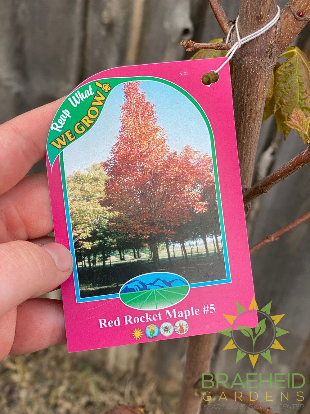 Red Rocket Maple
