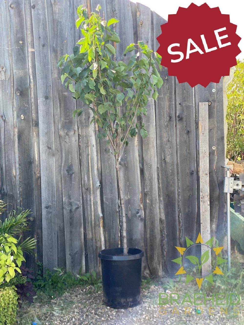 Princess Kay Plum- Tree for sale, Grown in Grande Prairie -Braeheid Gardens Ltd. on Emerson Trail