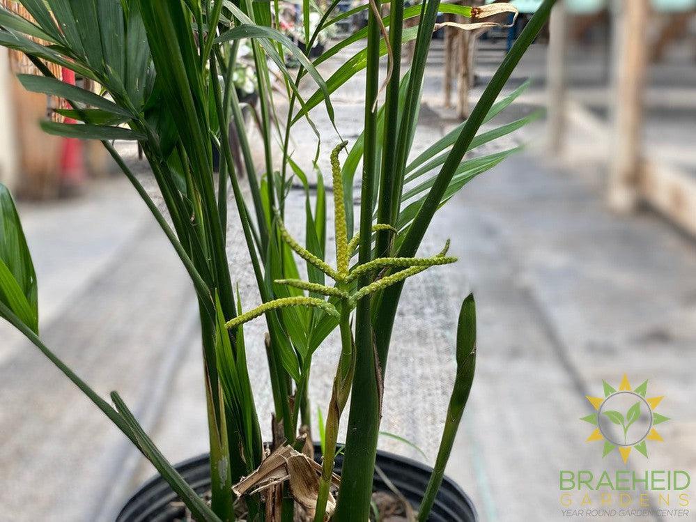 Large Cataractarum Palm - NO SHIP -