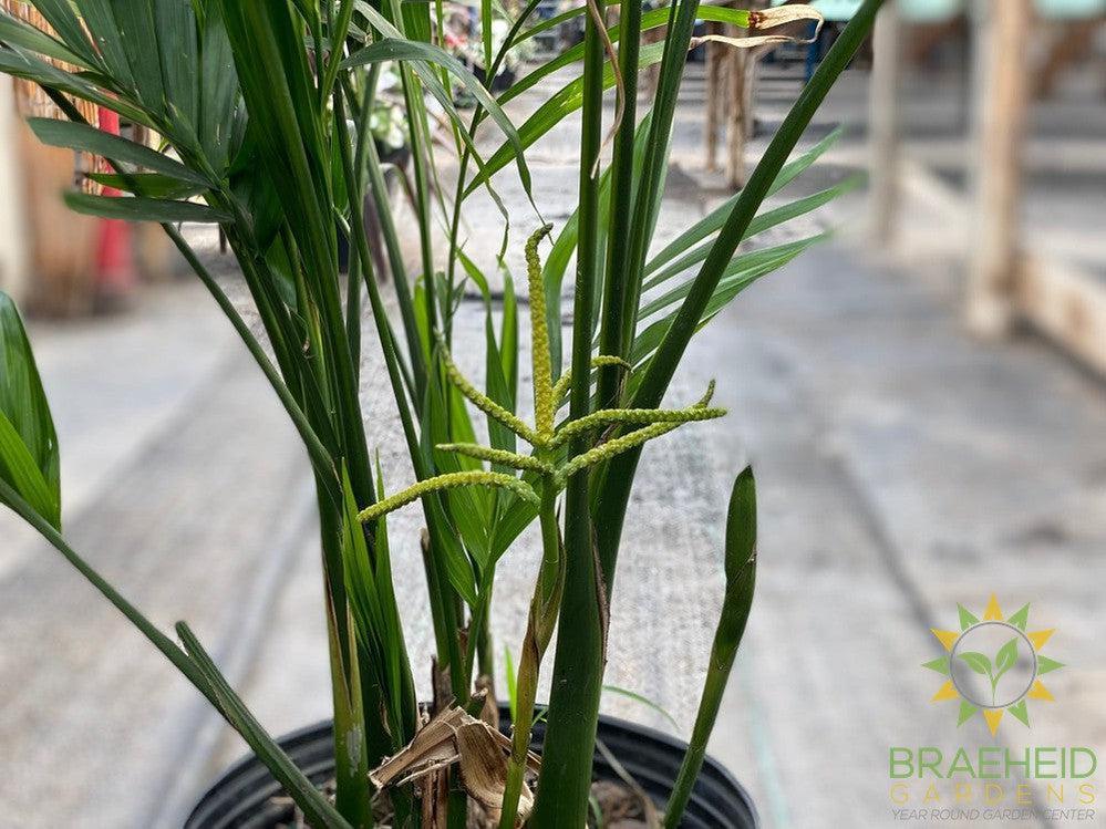 Large Cataractarum Palm - NO SHIP -