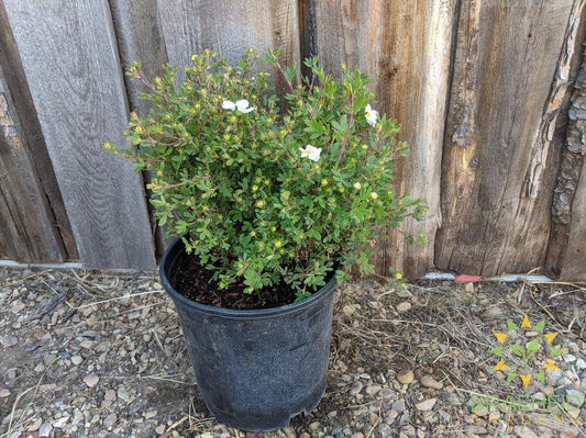 Abbotswood Potentilla