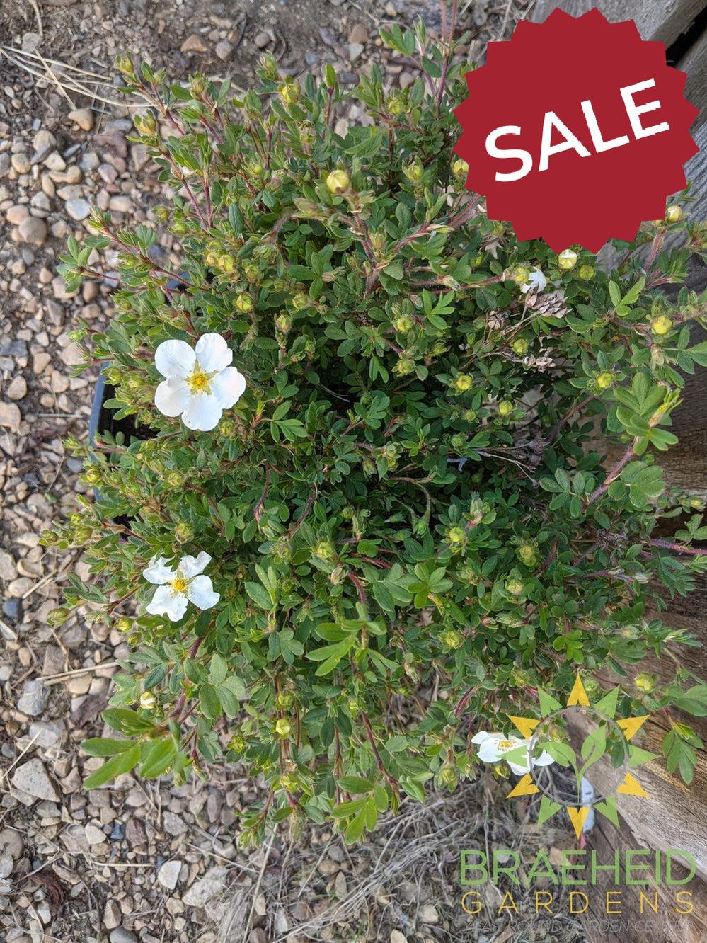 Abbotswood Potentilla