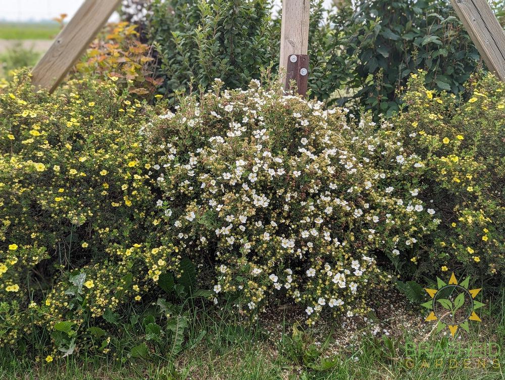 Abbotswood Potentilla
