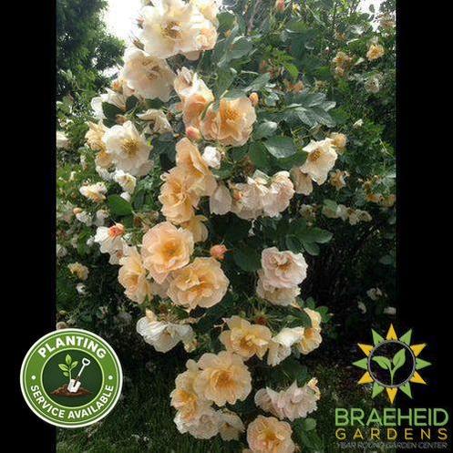 Above and Beyond® Rose