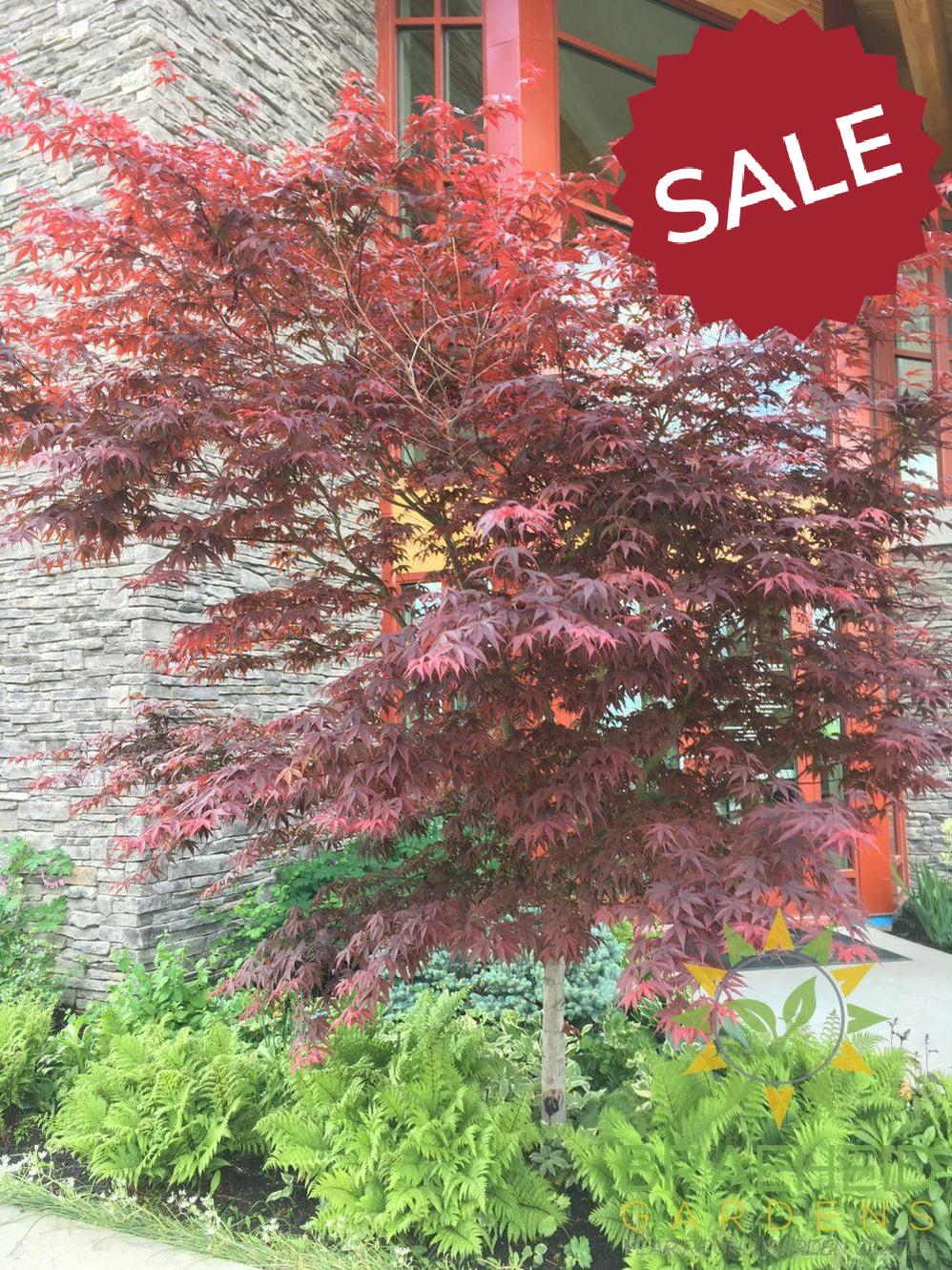 Bloodgood Japanese Maple- Tree for sale, Grown in Grande Prairie -Braeheid Gardens Ltd. on Emerson Trail