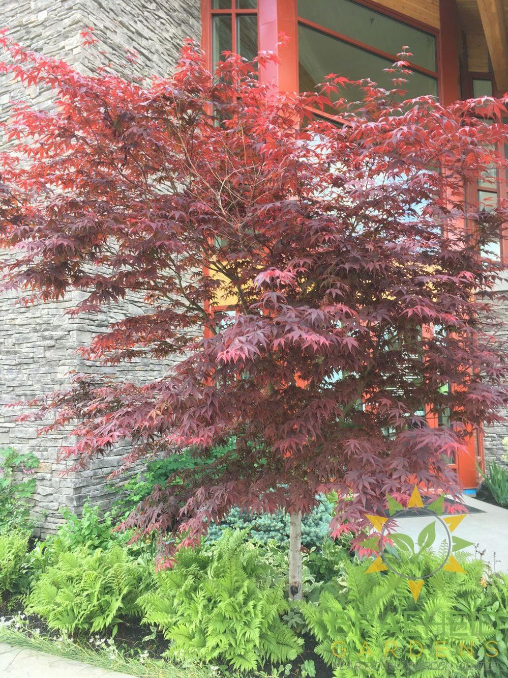 Bloodgood Japanese Maple- Tree for sale, Grown in Grande Prairie -Braeheid Gardens Ltd. on Emerson Trail