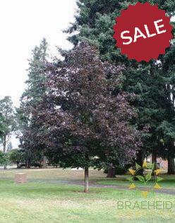 Prairie Splendor Norway Maple