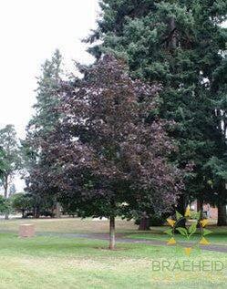 Prairie Splendor Norway Maple