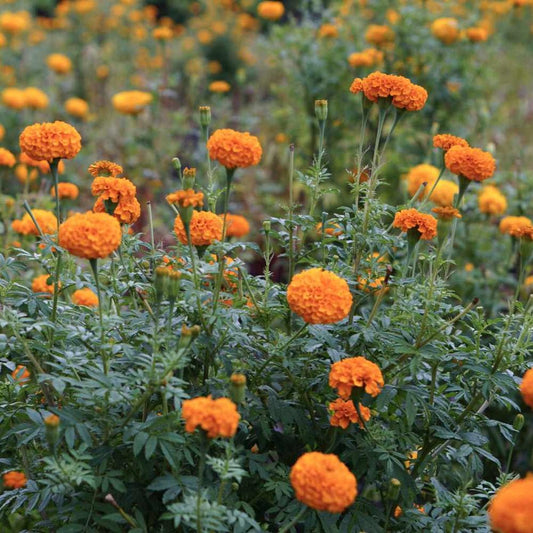 African Marigold