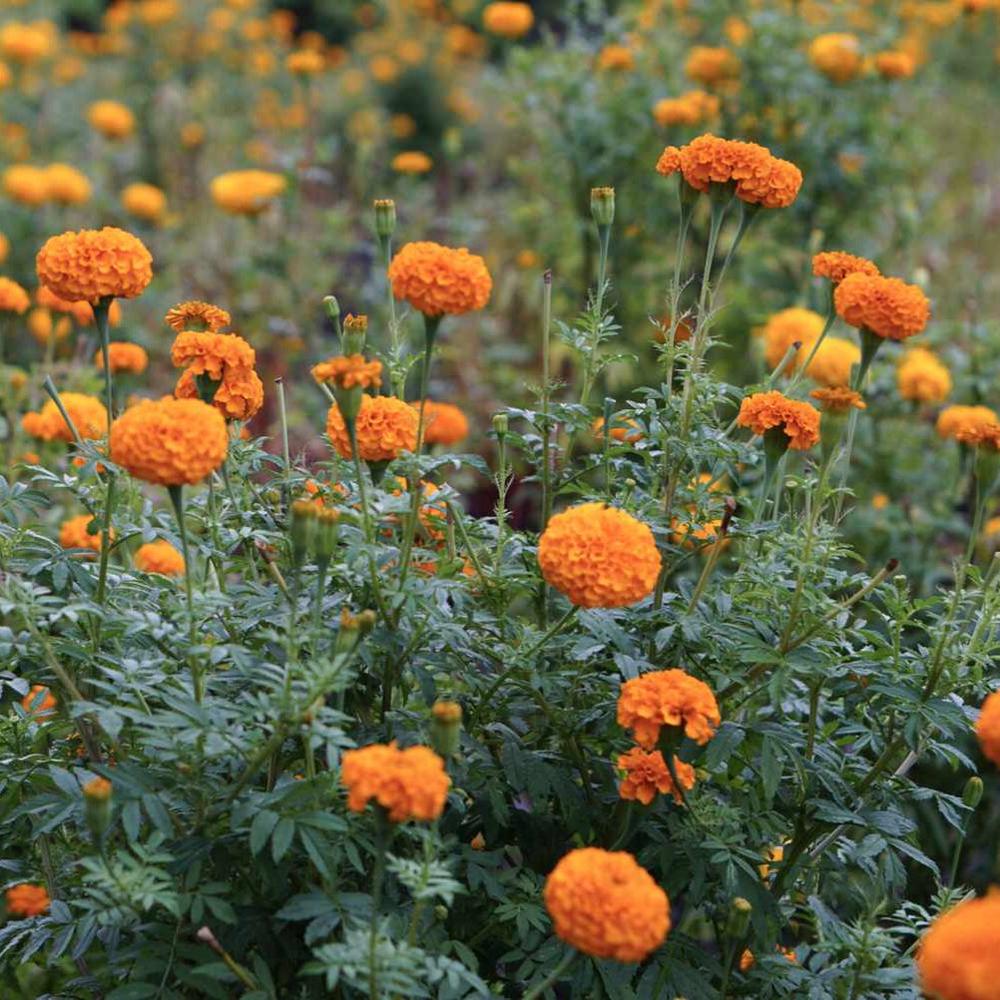 African Marigold