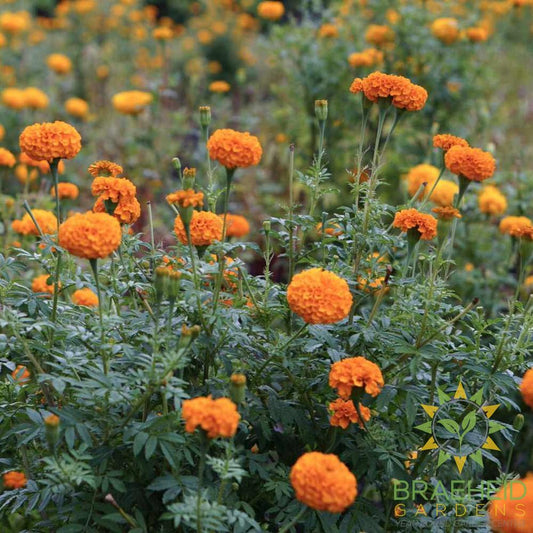 African Marigold