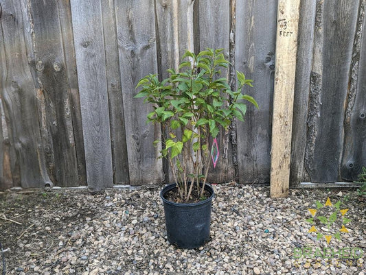 Agincourt Beauty French Lilac