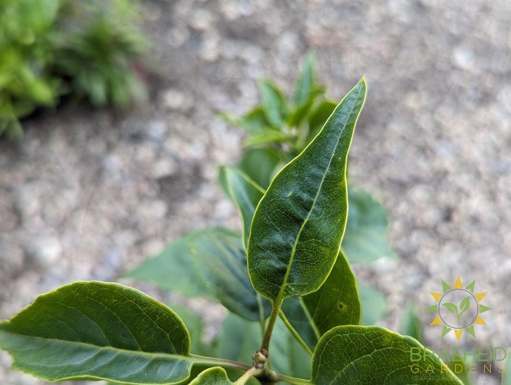 Agincourt Beauty French Lilac
