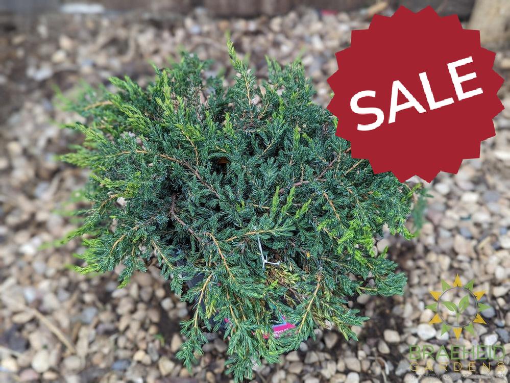Alpine Carpet® Juniper