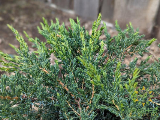 Alpine Carpet® Juniper