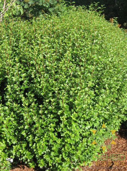 Buy Alpine Currant an Edible Shrub in Grande Prairie Alberta - Braeheid Gardens Ltd.