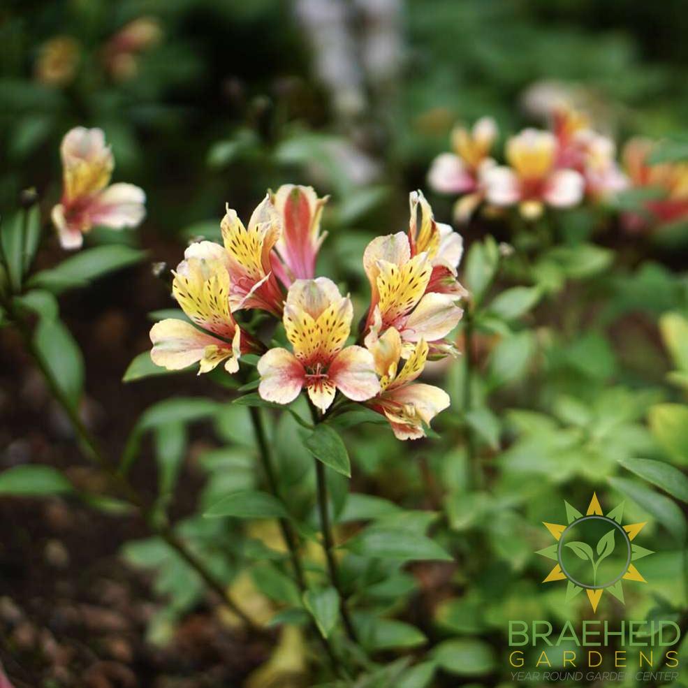 Alstroemeria (Lily of the Inca)
