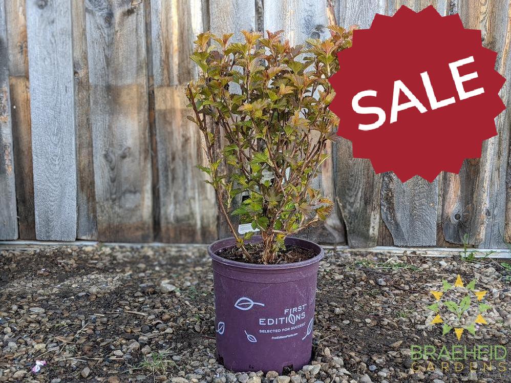 Amber Jubilee™ Ninebark
