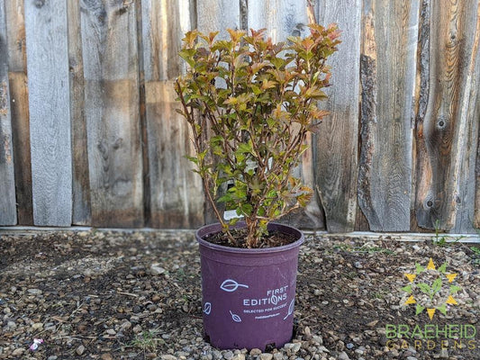 Amber Jubilee™ Ninebark