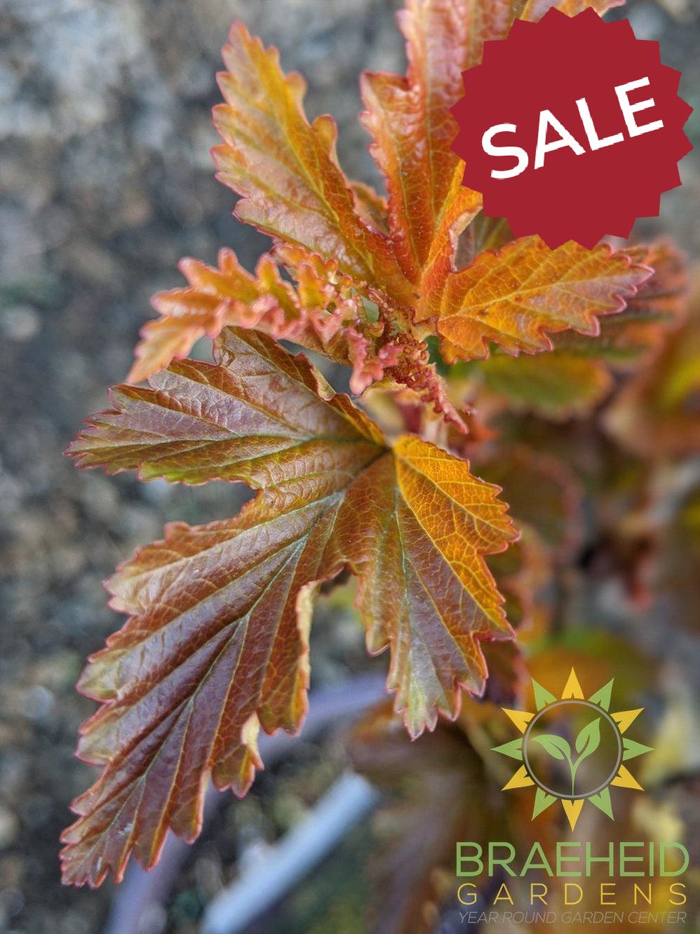 Amber Jubilee™ Ninebark