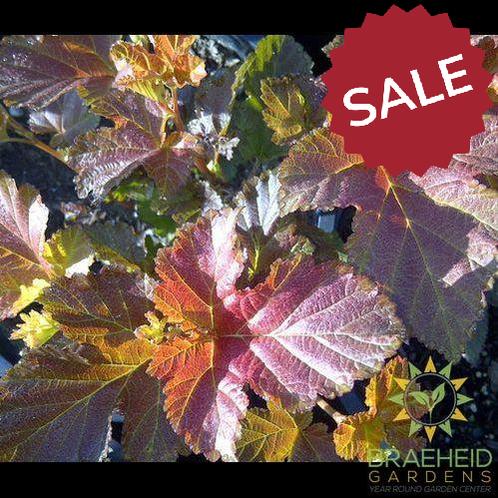 Amber Jubilee™ Ninebark