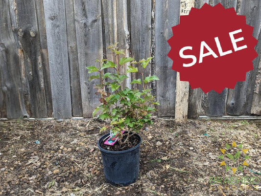 Buy American Highbush Cranberry an Edible Shrub in Grande Prairie Alberta - Braeheid Gardens Ltd.