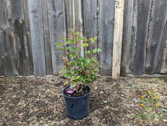 Buy American Highbush Cranberry an Edible Shrub in Grande Prairie Alberta - Braeheid Gardens Ltd.