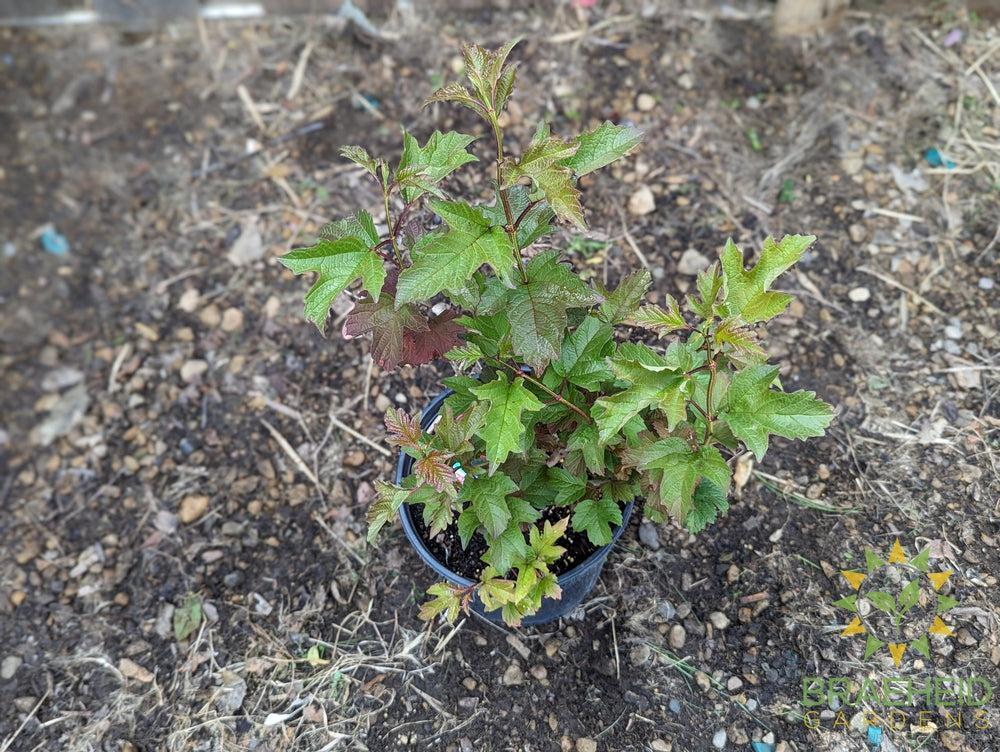 Buy American Highbush Cranberry an Edible Shrub in Grande Prairie Alberta - Braeheid Gardens Ltd.