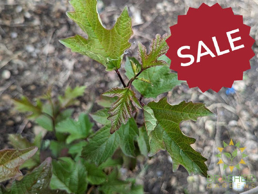 Buy American Highbush Cranberry an Edible Shrub in Grande Prairie Alberta - Braeheid Gardens Ltd.