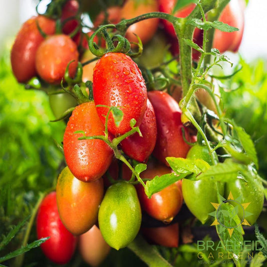 Amish Paste Tomato