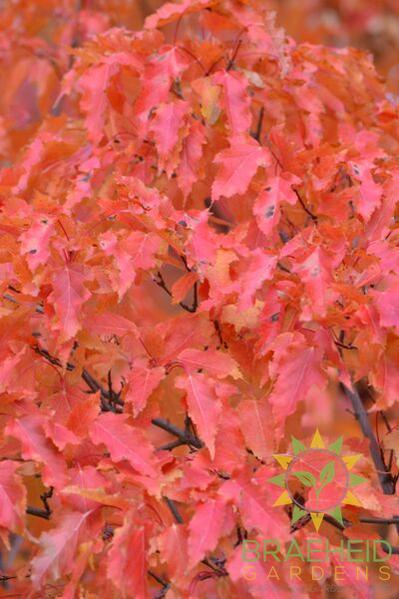 Amur Maple Shrub