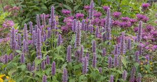 Anise Hyssop