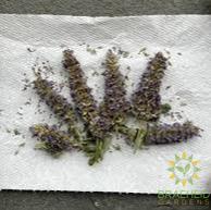 Anise Hyssop