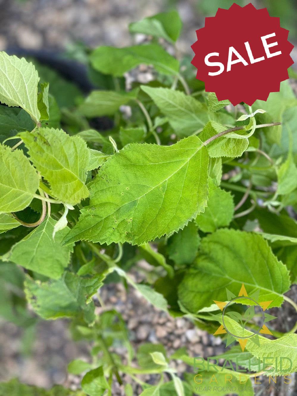 Annabelle Hydrangea