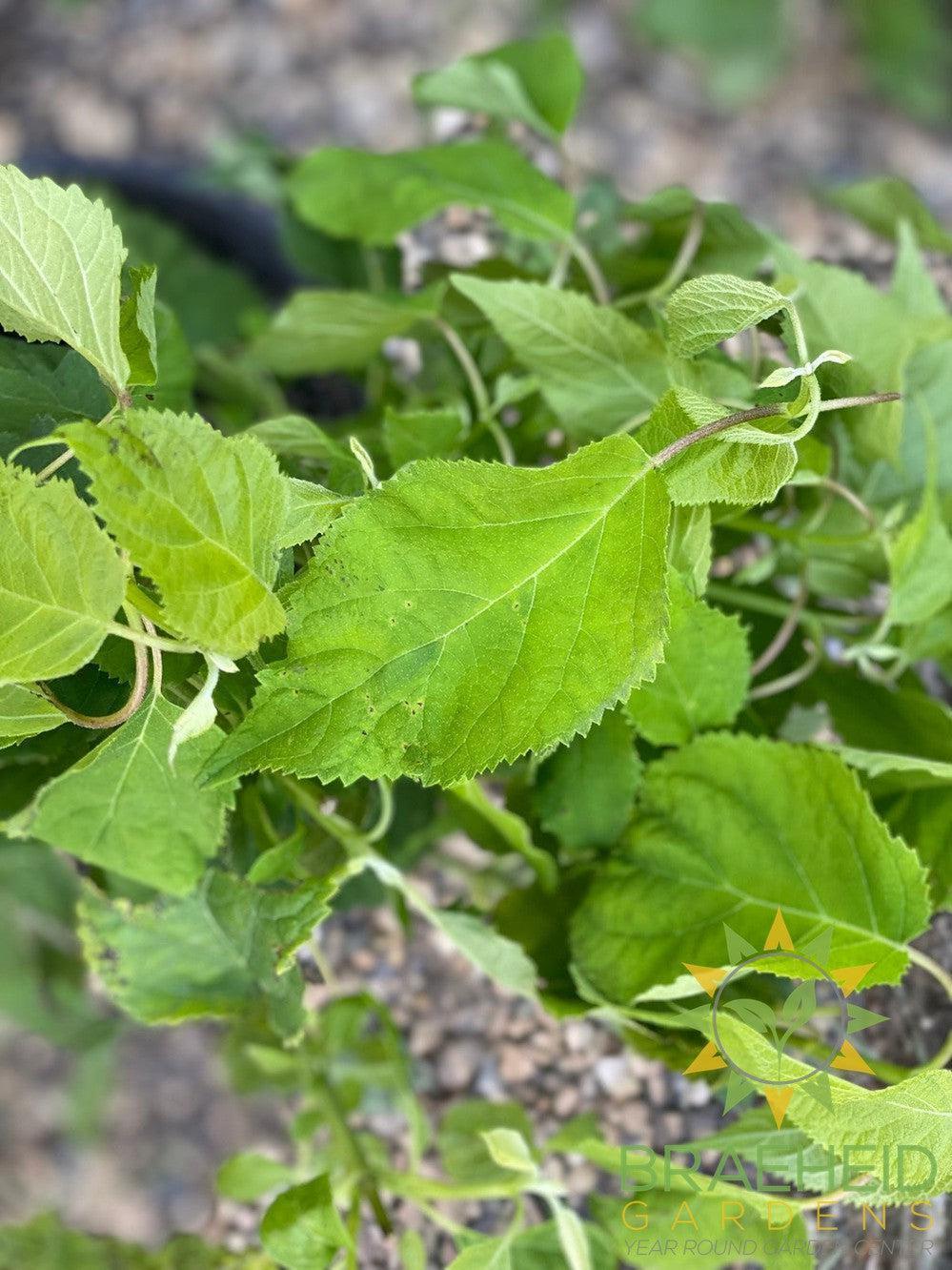 Annabelle Hydrangea