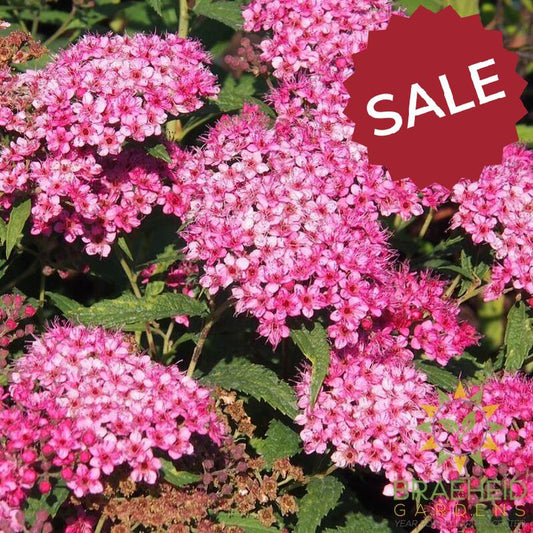 Anthony Waterer Spirea