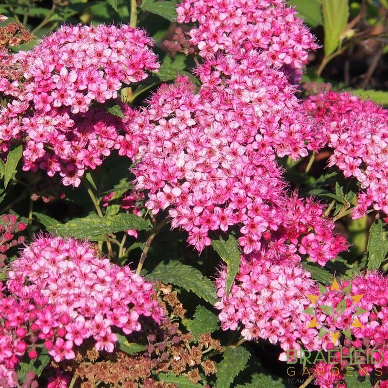 Anthony Waterer Spirea